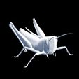 wire.jpg DOWNLOAD Grasshopper 3D MODEL - ANIMATED - INSECT Raptor Linheraptor MICRO BEE FLYING - POKÉMON - DRAGON - Grasshopper - OBJ - FBX - 3D PRINTING - 3D PROJECT - GAME READY-3DSMAX-C4D-MAYA-BLENDER-UNITY-UNREAL - DINOSAUR -
