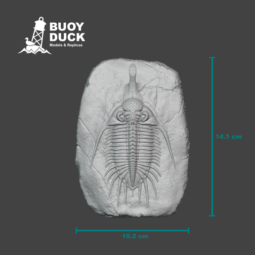 PsychopygeMeasurements.png Трилобит Psychopyge elegans