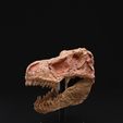 DSC06146.jpg Carved T-Rex Skull