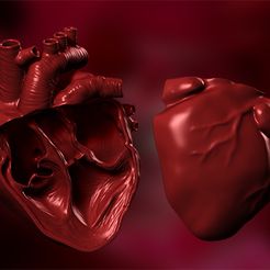 BPR_Render.jpg OBJ file Anatomical Heart Cutaway・Model to download and 3D print, prototypes_and_pixie_dust