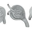 Glomerulus_Wire_1.png Anatomie du glomérule