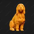 1048-Basset_Griffon_Vendeen_Petit_Pose_06.jpg Basset Griffon Vendeen Petit Dog 3D Print Model Pose 06
