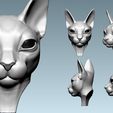 06.jpg Cat sphynx  Head