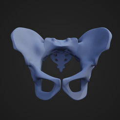 perlvicBone_1.png STL file Pelvic Bone・3D printer model to download