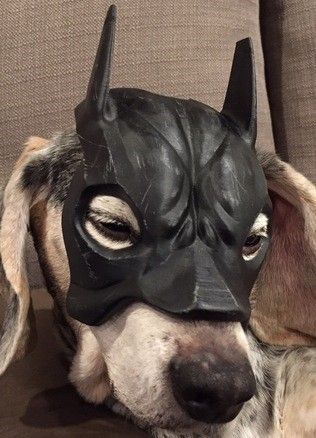 Masque chien batman.jpg La máscara del perro de Batman