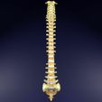 vertebrae-vertebral-column-labelled-text-detail-3d-model-blend-1.jpg Vertebrae vertebral column labelled text detail 3D model