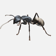ant-2.png ANT PRINT-IN-PLACE