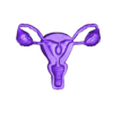 final uteres.stl uterus
