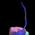 21.png 3D Model of Gastrointestinal Tract with Bones