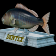 Dentex-mouth-statue-22.png fish Common dentex / dentex dentex open mouth statue detailed texture for 3d printing