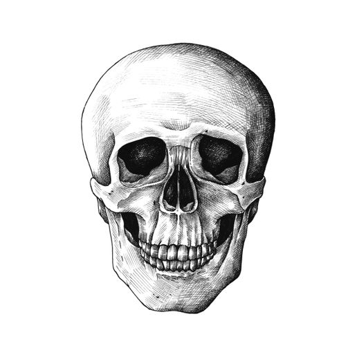 Human Skull 3D model