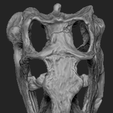 3.png Deinonychus Skull