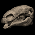 3.png Edmontonia Skull