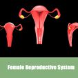 Female-Reproductive-System_2.jpg Female Reproductive System