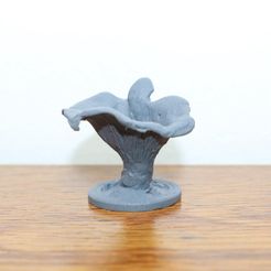 Cantharellus cibarius – MacroFungi Collection (7 of 10)