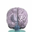 Cerebro2.jpg Anatomical model of the brain with base.