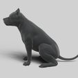 2.jpg American Pitbull Pose 02