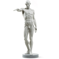 Screenshot-2023-04-20-105727.png Бесплатный 3D файл Ecorche・3D-печатный дизайн для скачивания
