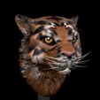 Tiger_Portratit.jpg Tiger portrait