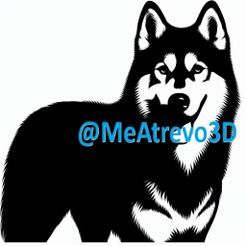 2.jpeg Siberian Husky #2