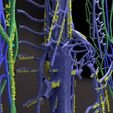 PSfinal0024.jpg Human venous system schematic 3D