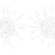 Ovum_AO.png Human Fertilization of Sperm and Egg cell (Ovum)