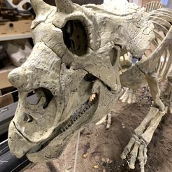 Skelett eines Triceratops-Babys Part01/07