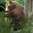 0_00048.png Bear DOWNLOAD Bear 3d model - animated for blender-fbx-unity-maya-unreal-c4d-3ds max - 3D printing Bear Bear