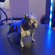 2.PNG American Bully