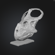 Captura-de-pantalla-2025-11-27-132527.png Protoceratops Skull