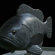 White-grouper-statue-26.png fish white grouper / Epinephelus aeneus statue detailed texture for 3d printing