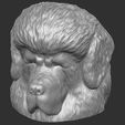 18.jpg Tibetan Mastiff dog head for 3D printing