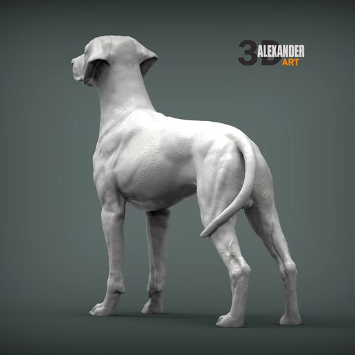 rhodesian-ridgeback3.jpg Rhodesian ridgeback 3D print model