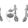 Bronchioles_Matcap_01.png 3D file Bronchioles and Alveoli Anatomy・Model to download and 3D print