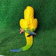IMG_20240711_153837785.jpg Conure