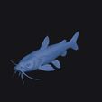 marbled_mountain_catfish_0015.jpg Marbled Mountain Catfish