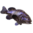 PNG.png DOWNLOAD Coral Fish 3D MODEL - ANIMATED for 3D printing - maya - 3DS MAX - UNITY - UNREAL - BLENDER - C4D - CARTOON - POKÉMON - Coral Fish Goby Epinephelinae Epinephelus bruneus