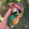 Ranita_de_Darwin_004.jpg STL file Darwin wall frog・3D printable design to download