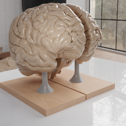 encefalo-render-cults-2.png Fichier STL Cerveau pour l'étude de l'anatomie humaine, hémisphères séparés + support.・Design pour imprimante 3D à télécharger