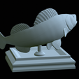 zander-open-mouth-tocenej-33.png fish zander / pikeperch / Sander lucioperca trophy statue detailed texture for 3d printing
