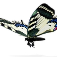PNGGHFF.png DOWNLOAD BUTTERFLY 3D MODEL - ANIMATED - MAYA - BLENDER 3 - 3DS MAX - UNITY - UNREAL - CINEMA 4D - 3D PRINTING - OBJ - FBX - 3D PROJECT CREATE AND GAME READY BUTTERFLY - DRAGON