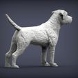 Border-terrier4.jpg Border terrier 3D print model
