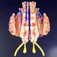 central-nervous-system-cortex-limbic-basal-ganglia-stem-cerebel-3d-model-blend-2.jpg Central nervous system cortex limbic basal ganglia stem cerebel 3D model