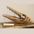 il_794xN.3087975878_rp3i.jpg Mosasaurus Skull 3D Print