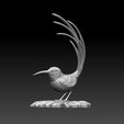 32423423.jpg colibri humming bird