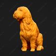 1049-Basset_Griffon_Vendeen_Petit_Pose_06.jpg Basset Griffon Vendeen Petit Dog 3D Print Model Pose 06