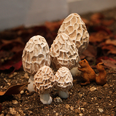 Capture_d__cran_2015-09-30___11.18.00.png Morchel