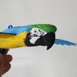 IMG_20240621_152450094.jpg Flying Macaw