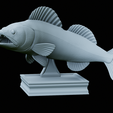zander-trophy-33.png zander / pikeperch / Sander lucioperca fish in motion trophy statue detailed texture for 3d printing