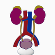 urinary-system0.png Urinary System